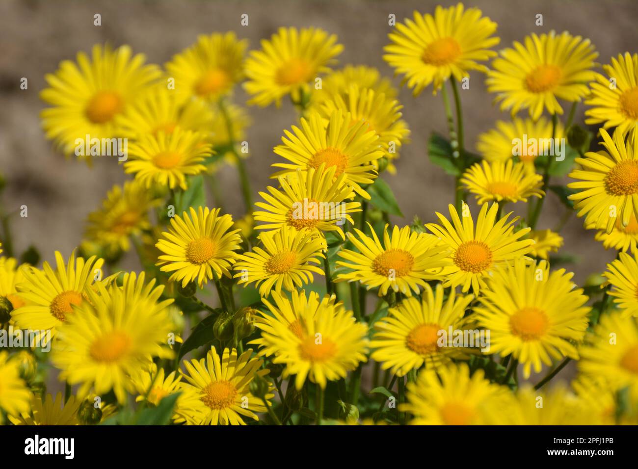Doronicum orientale blooms on a flower bed in the garden Stock Photo