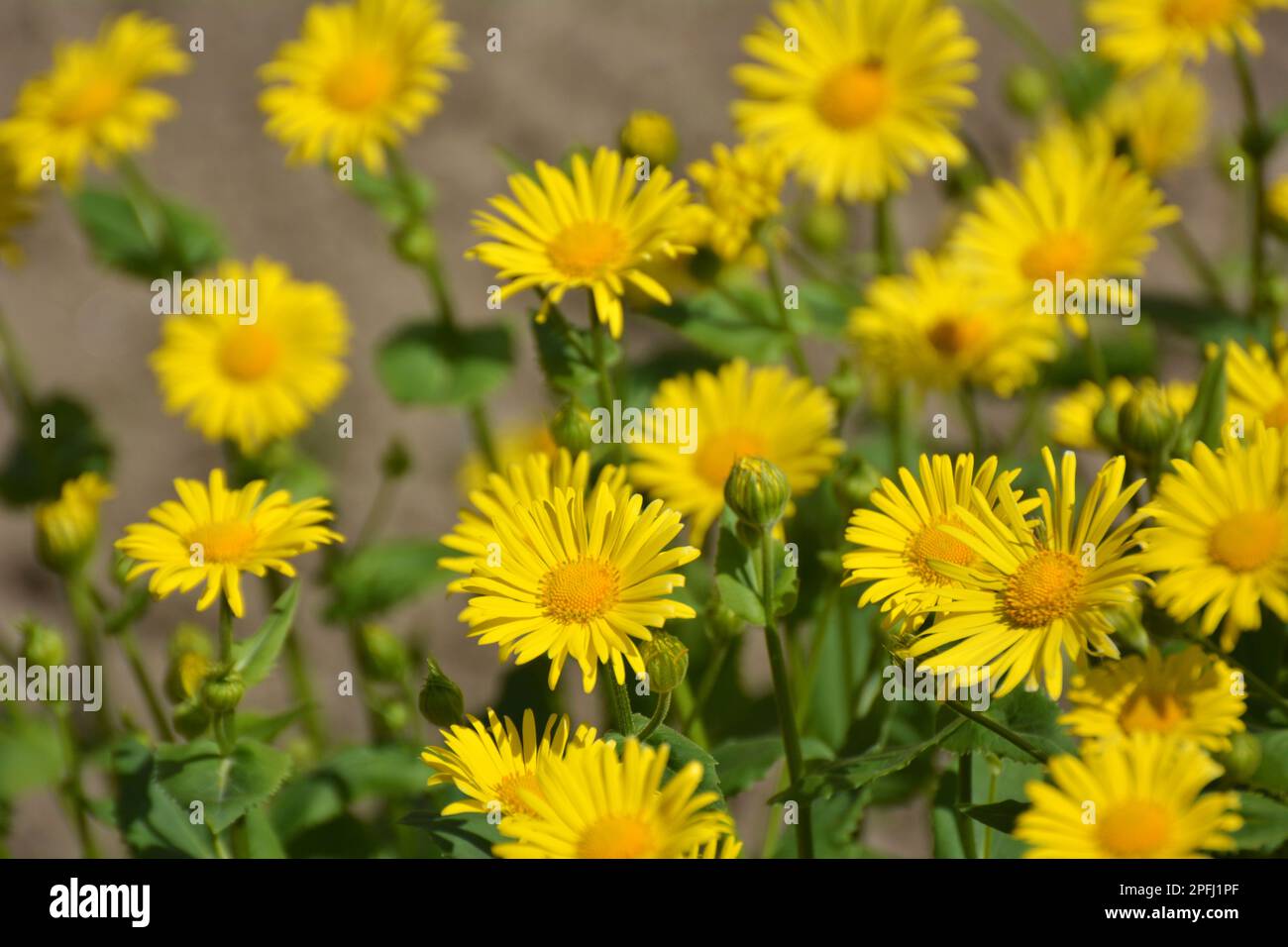 Doronicum orientale blooms on a flower bed in the garden Stock Photo