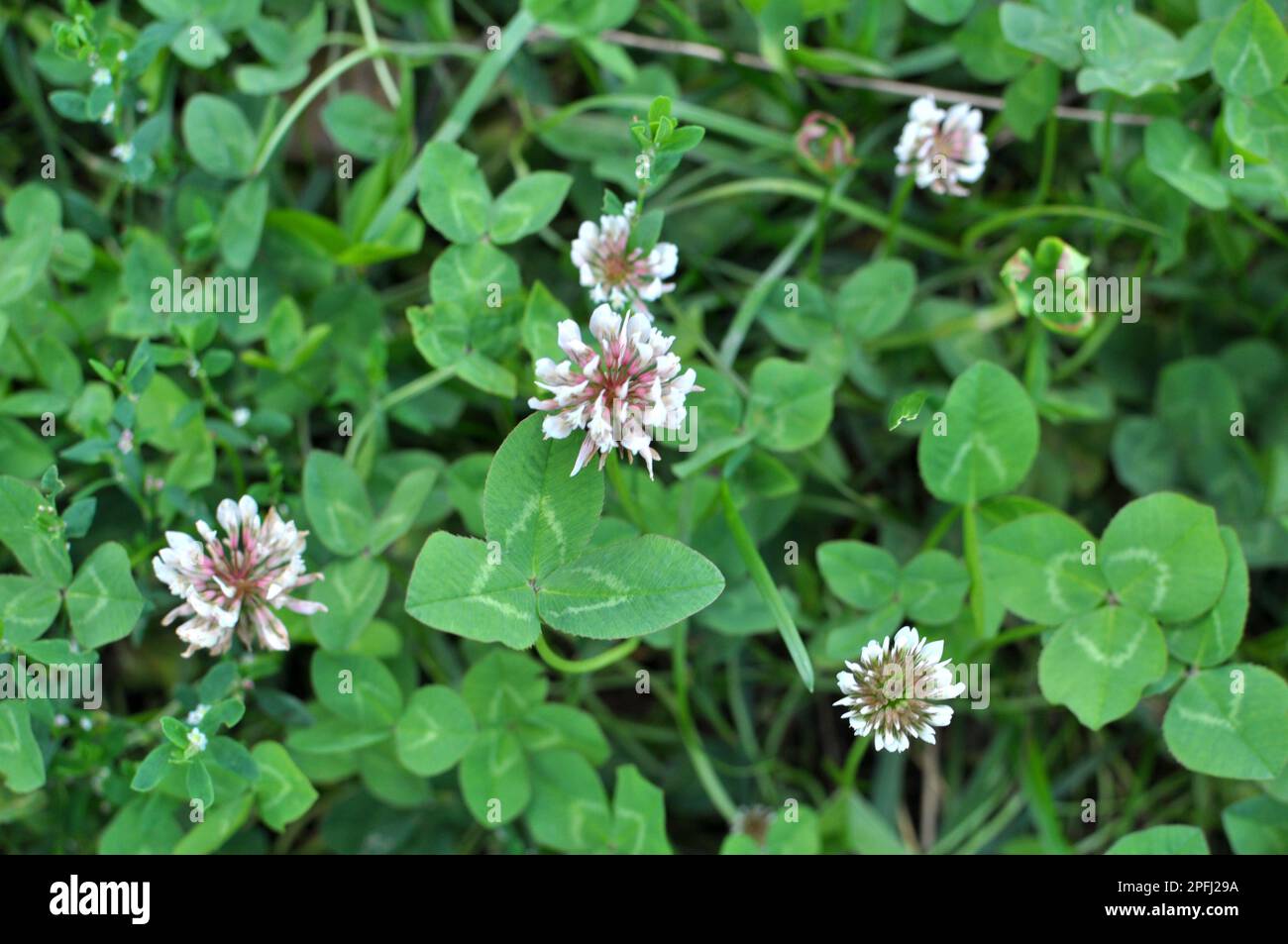 In nature, white clover, trifolium repens blooms Stock Photo - Alamy