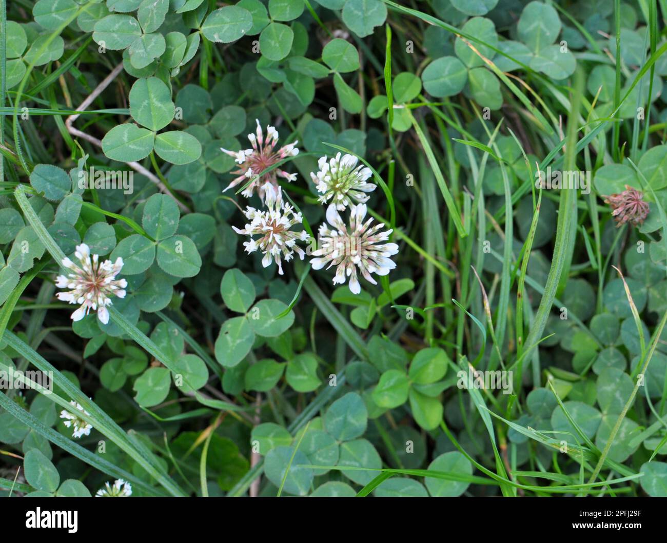 In nature, white clover, trifolium repens blooms Stock Photo - Alamy