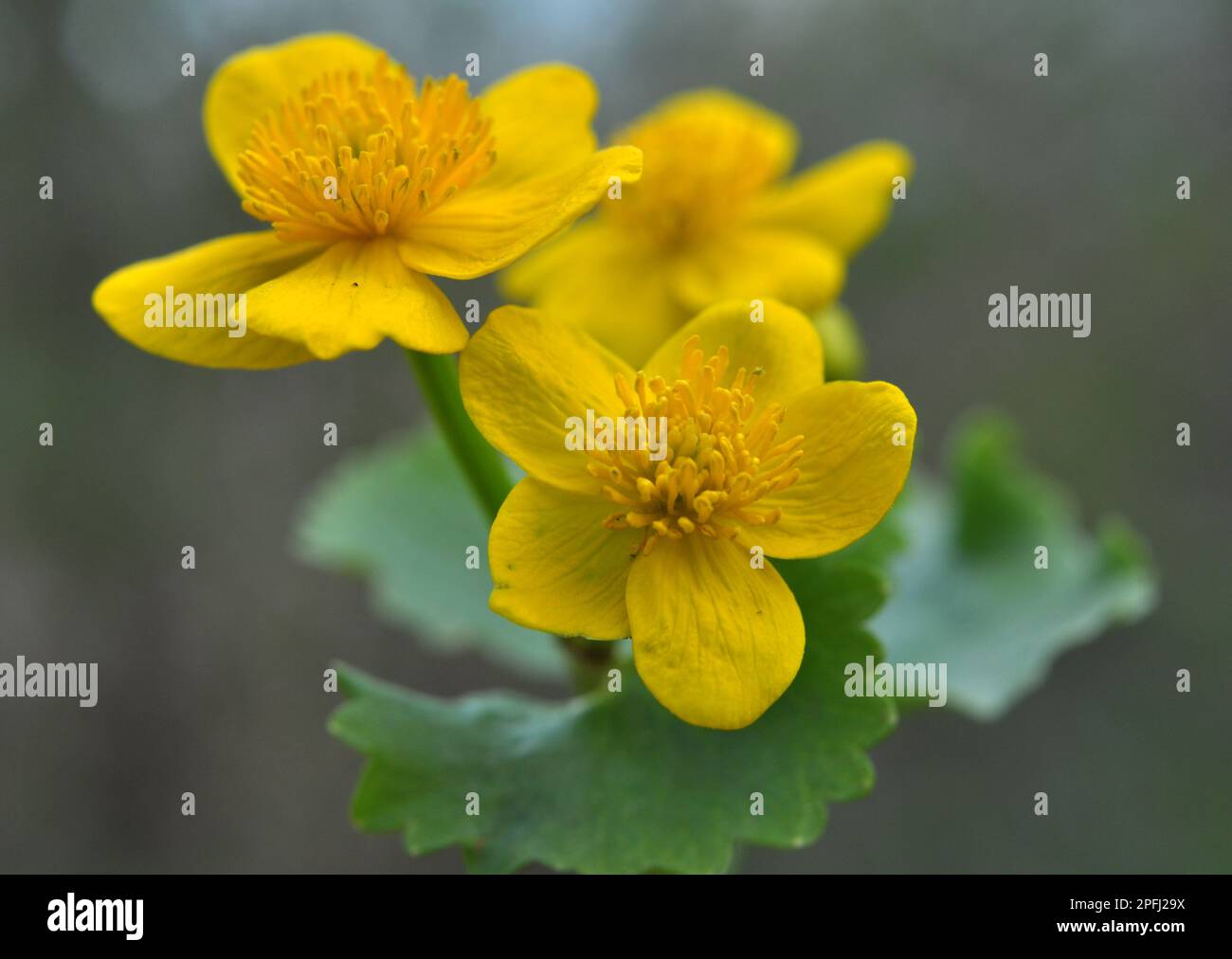 In spring, caltha palustris grows in the moist alder forest Stock Photo
