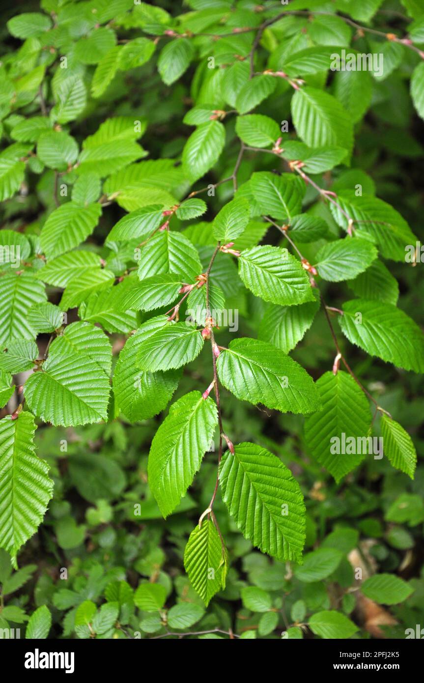Hornbeam tree branch with young leaves growing in the forest Stock