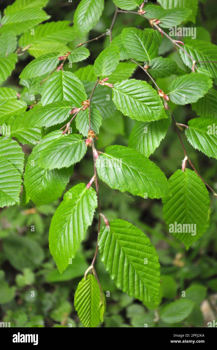Hornbeam tree branch with young leaves growing in the forest Stock Photo