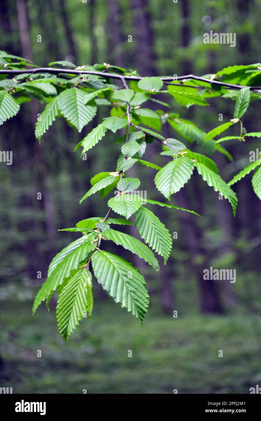 Hornbeam tree branch with young leaves growing in the forest Stock