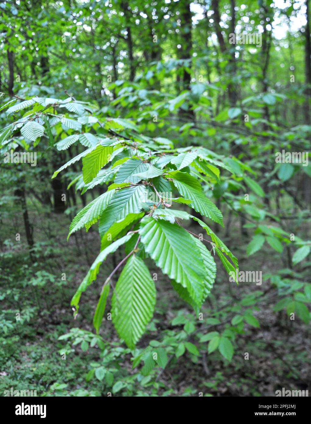 Hornbeam tree branch with young leaves growing in the forest Stock Photo