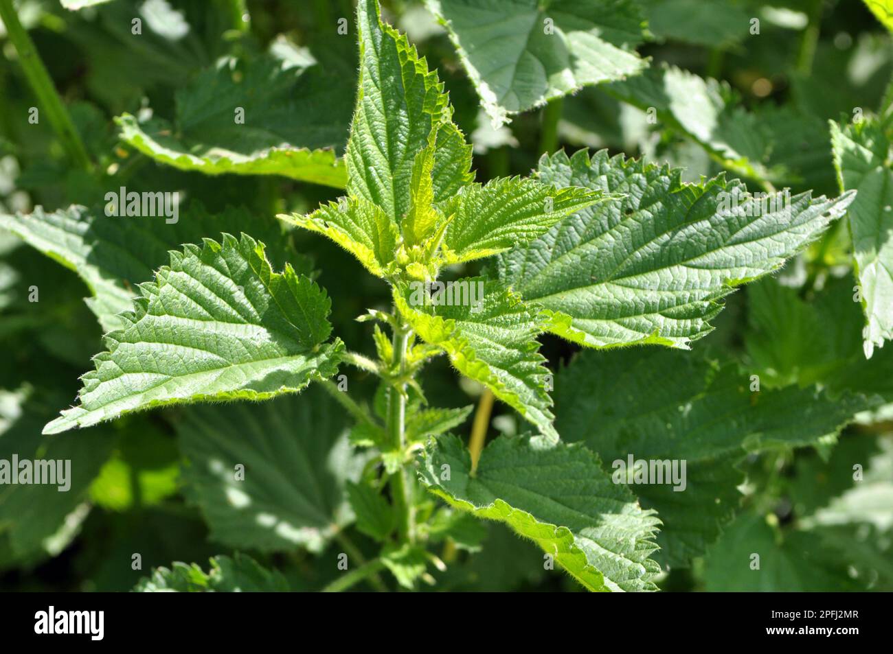Dioecious nettle (Urtica dioica) grows in natural thickets Stock Photo ...