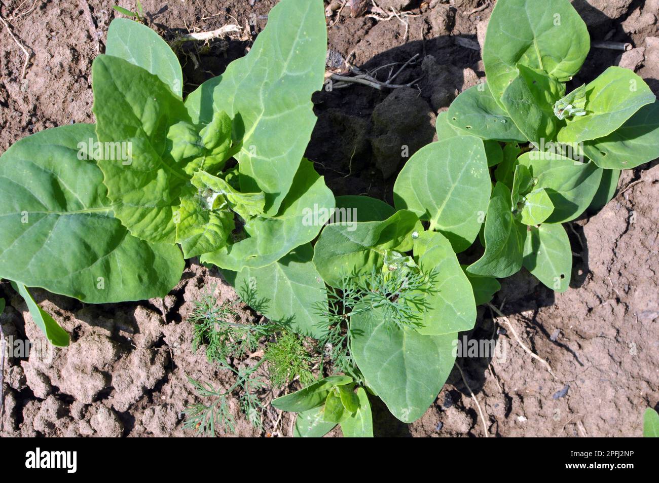 In spring, the edible plant orach (Atriplex hortensis) grows in the garden Stock Photo