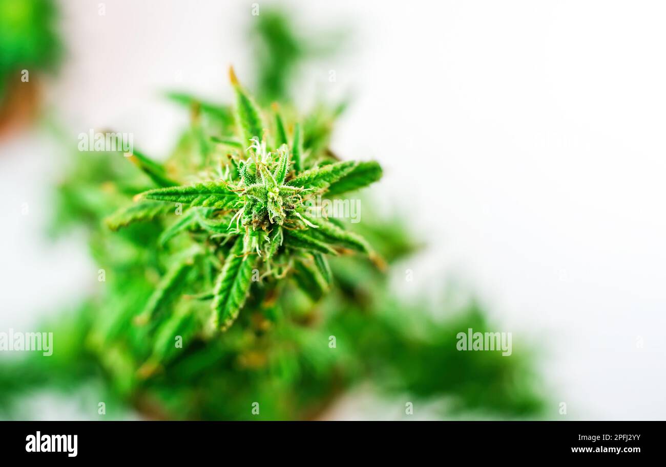 Indoor Cannabis plant, branch of marijuana on a white background Stock Photo