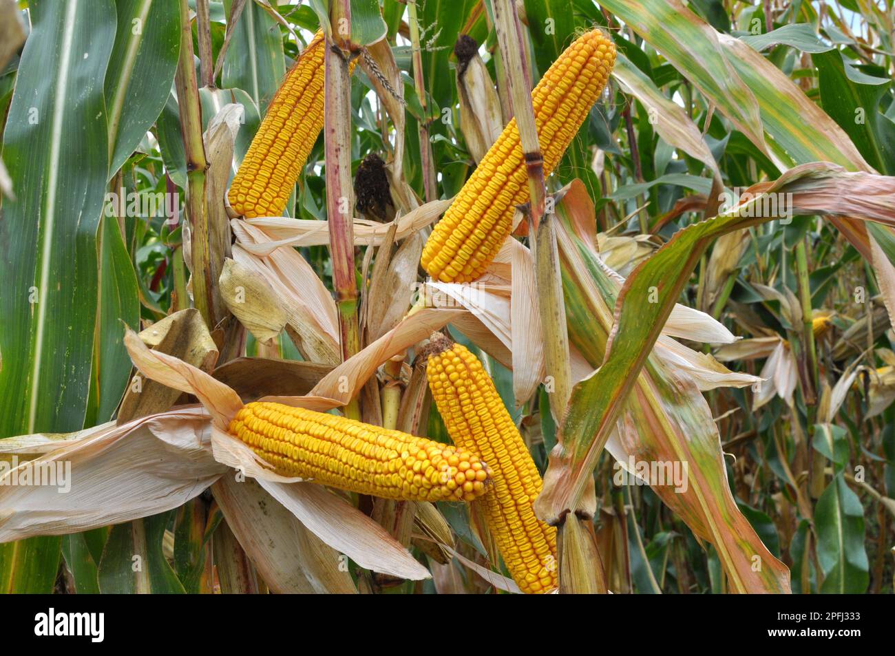 Harvest at corn field hi-res stock photography and images - Alamy
