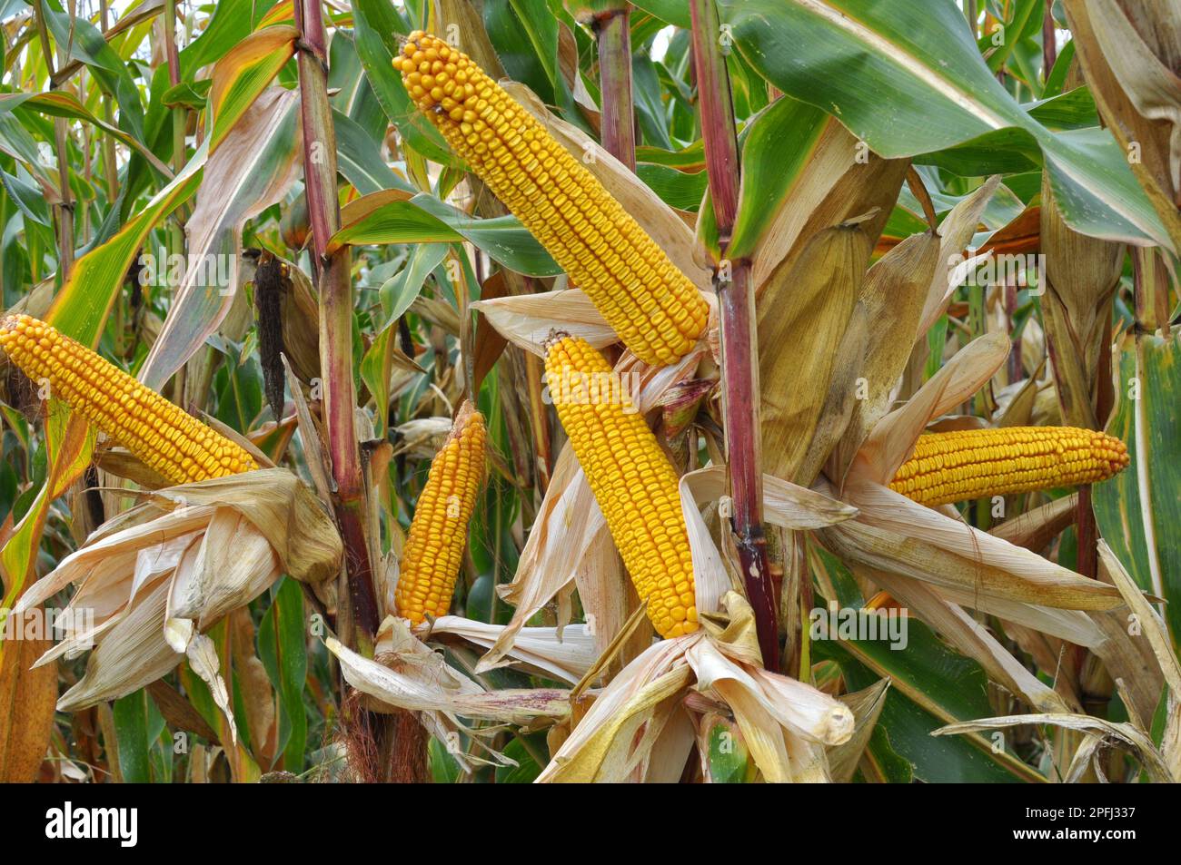 A cob ripened in a field on a corn stalk Stock Photo