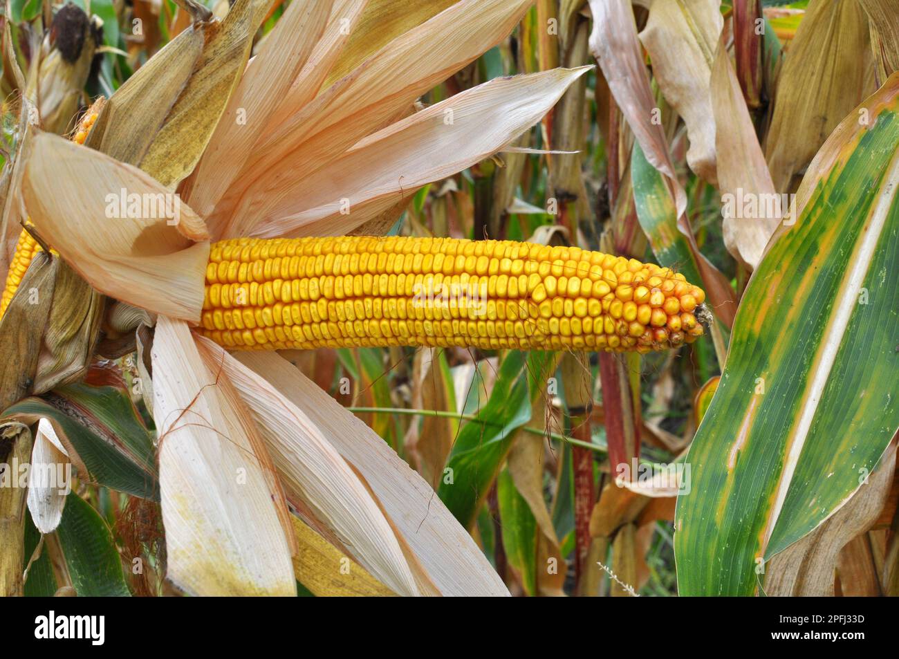 A cob ripened in a field on a corn stalk Stock Photo