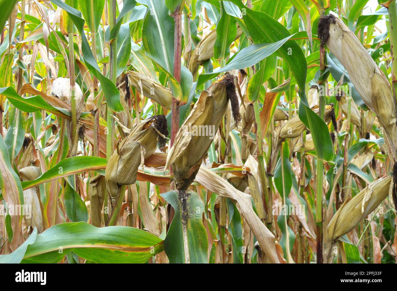 A cob ripened in a field on a corn stalk Stock Photo