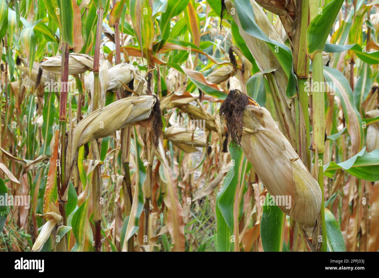 A cob ripened in a field on a corn stalk Stock Photo