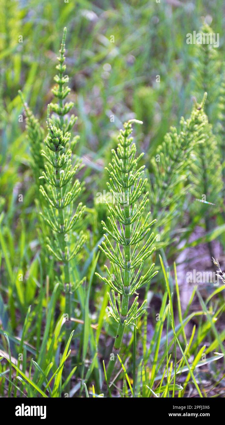 Horsetail field (Equisetum arvense) grows in the wild Stock Photo Alamy