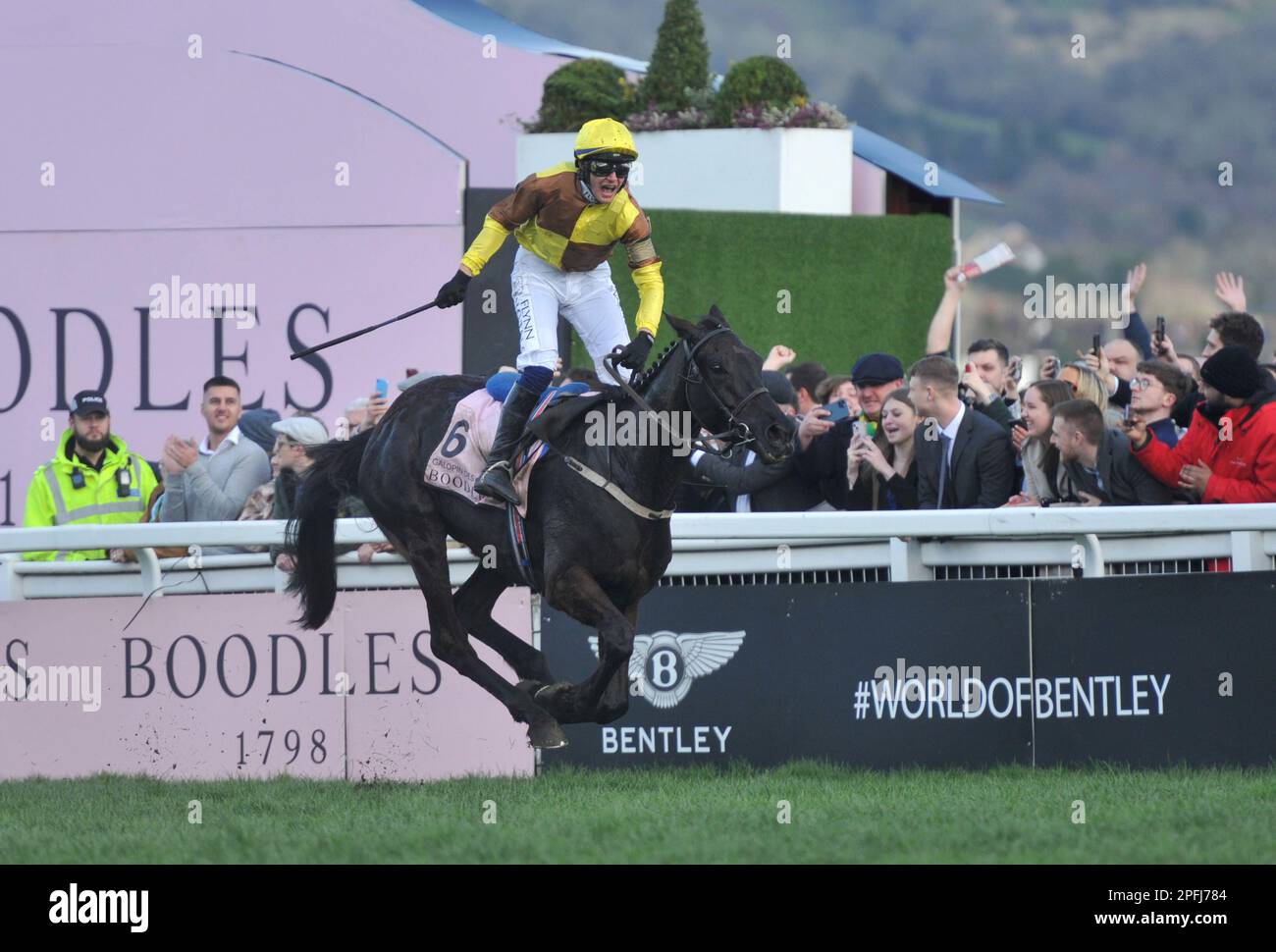 Boodles Cheltenham Gold Cup   Race winner Galopin Des Champs ridden by Paul Townend crosses the finish line    Horse racing at Cheltenham Racecourse o Stock Photo