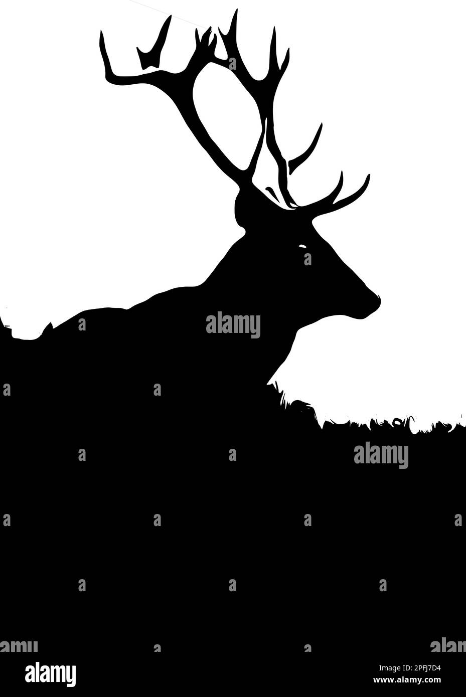 Black and white image of a deer. Red Deer (Cervus elaphus). Stock Vector