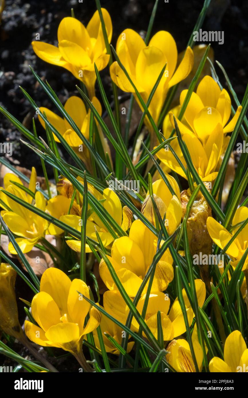 Dark-coloured Crocus, Crocus chrysanthus Fuscotinctus, Early spring, Crocuses, Hardy plant, Sunshine, Plants, Dwarf, Golden, Crocus Stock Photo