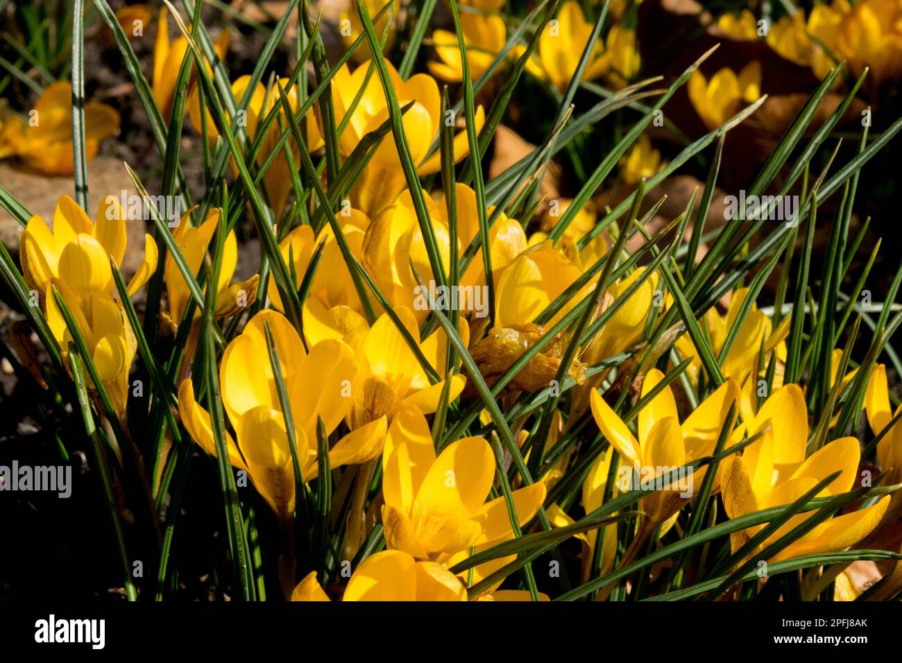 Dark-coloured Crocus chrysanthus Fuscotinctus, Garden lawn, Golden Crocus, Early spring, Crocuses Stock Photo