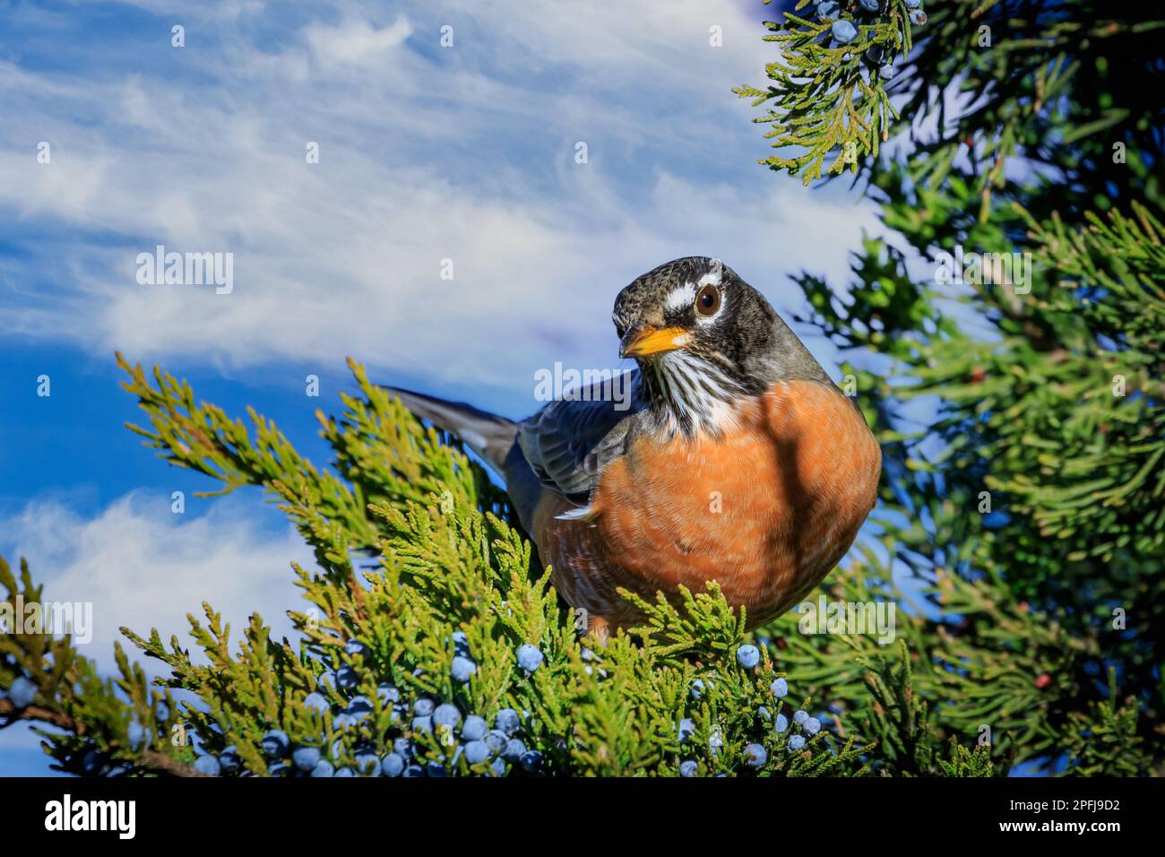 American Robin (Turdus migratorius) perched in tree. Stock Photo
