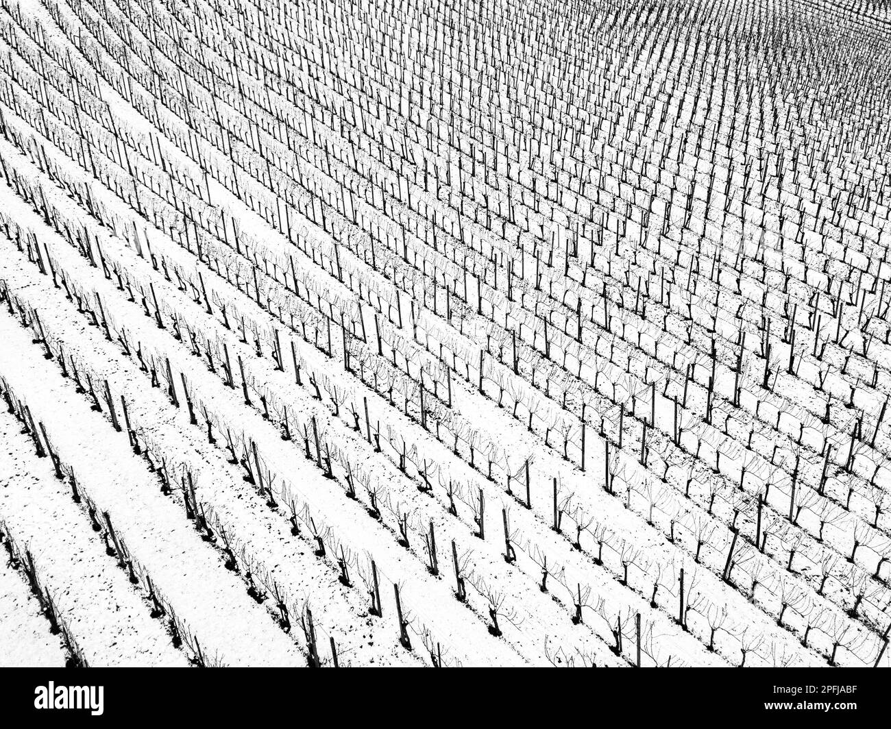 House covered with vines Black and White Stock Photos & Images Alamy