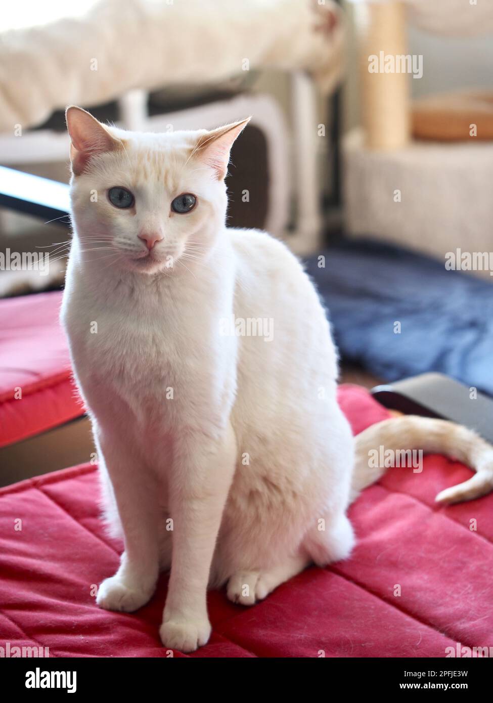Mitzie the flamepoint Siamese Stock Photo