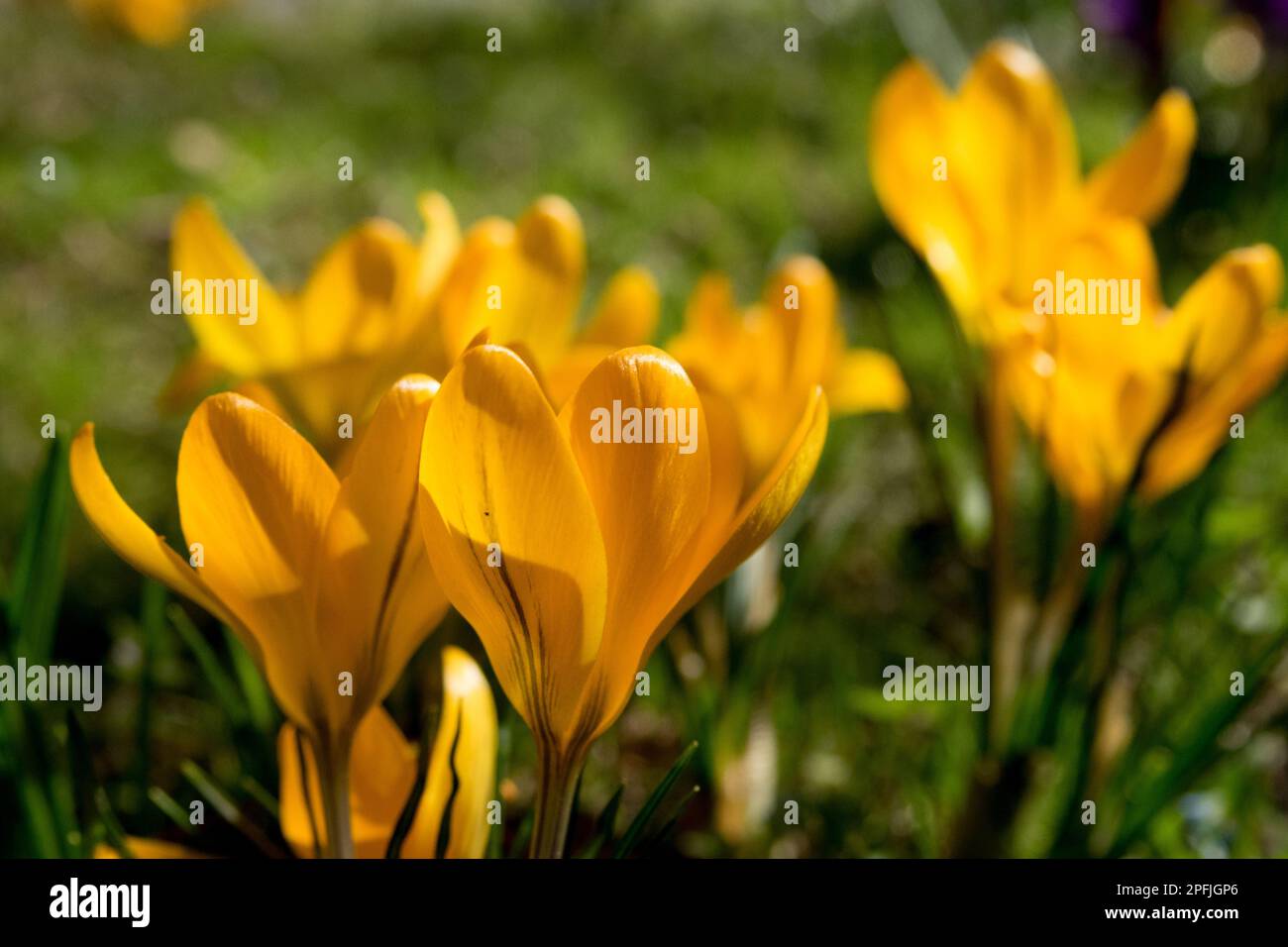 Early spring, Flowers, Yellow, Crocuses, Meadow, Sunshine, Spring, Weather, Lawn, Plants Stock Photo