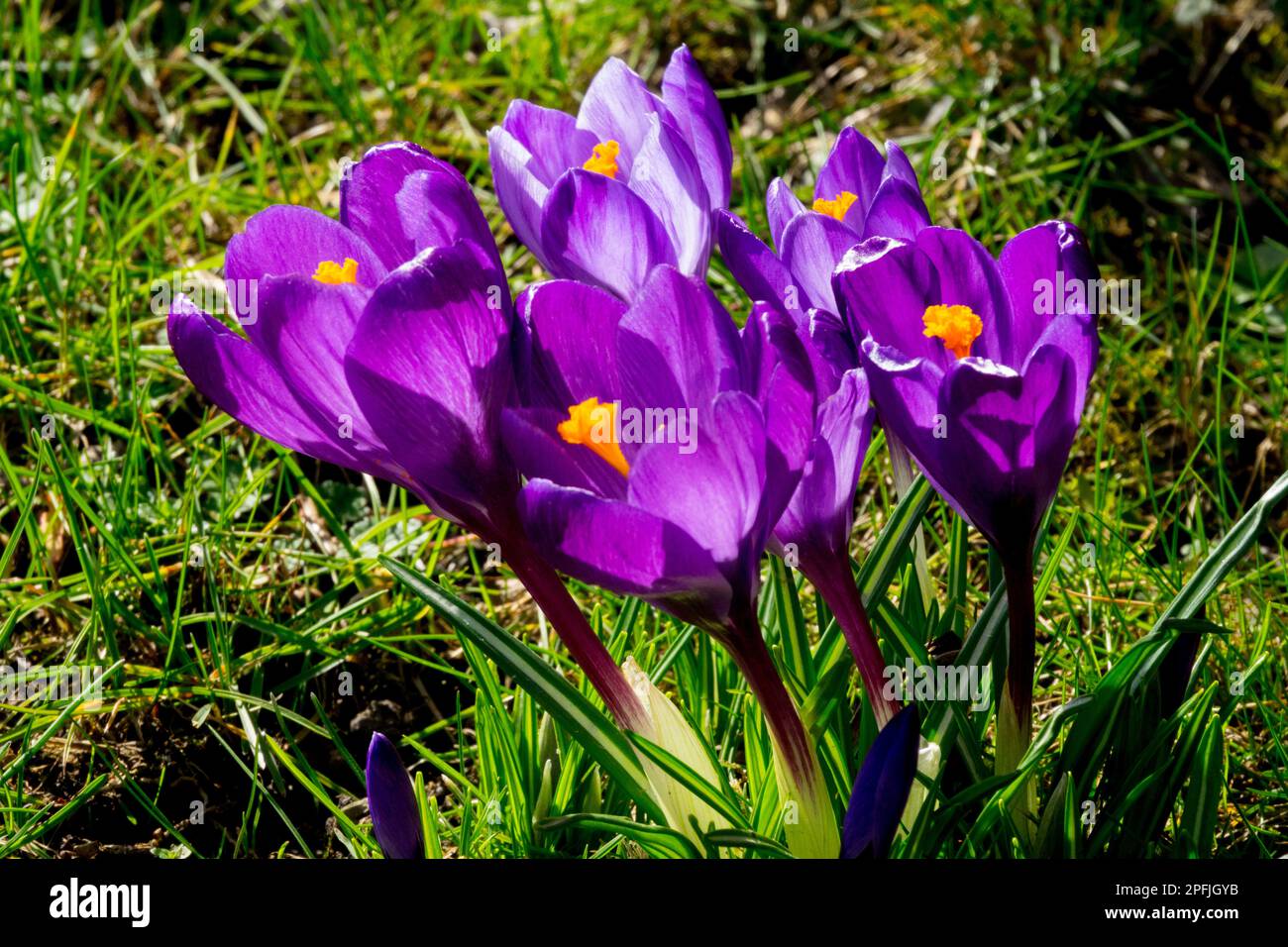 Deep purple-blue Crocus 'Remembrance' grows in the lawn Stock Photo