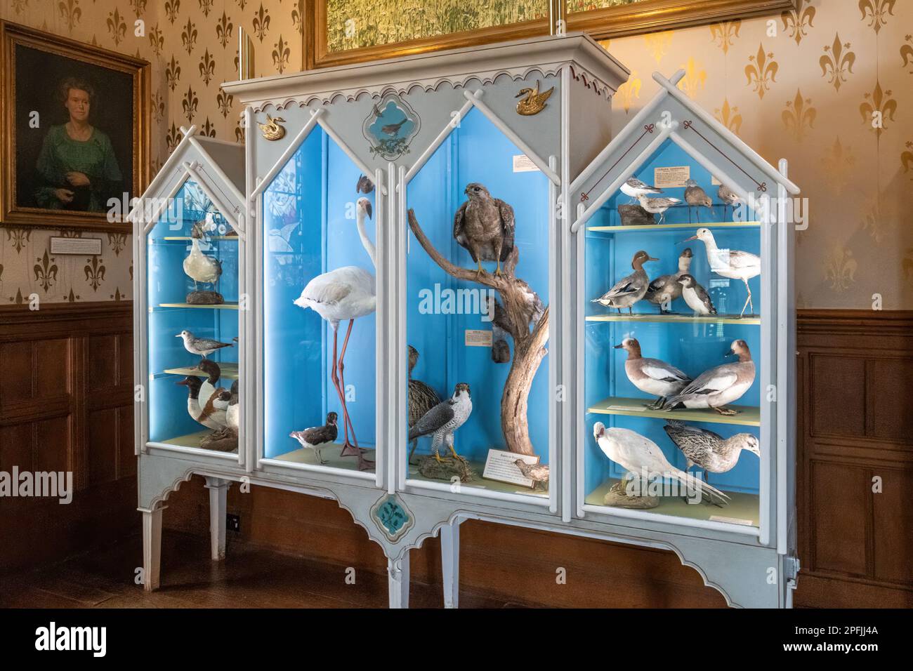 Stuffed birds in a glass display case inside Beaulieu Palace House, Hampshire, England, UK Stock Photo