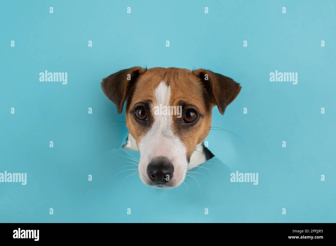 Funny dog muzzle jack russell terrier sticks out of a hole in a blue