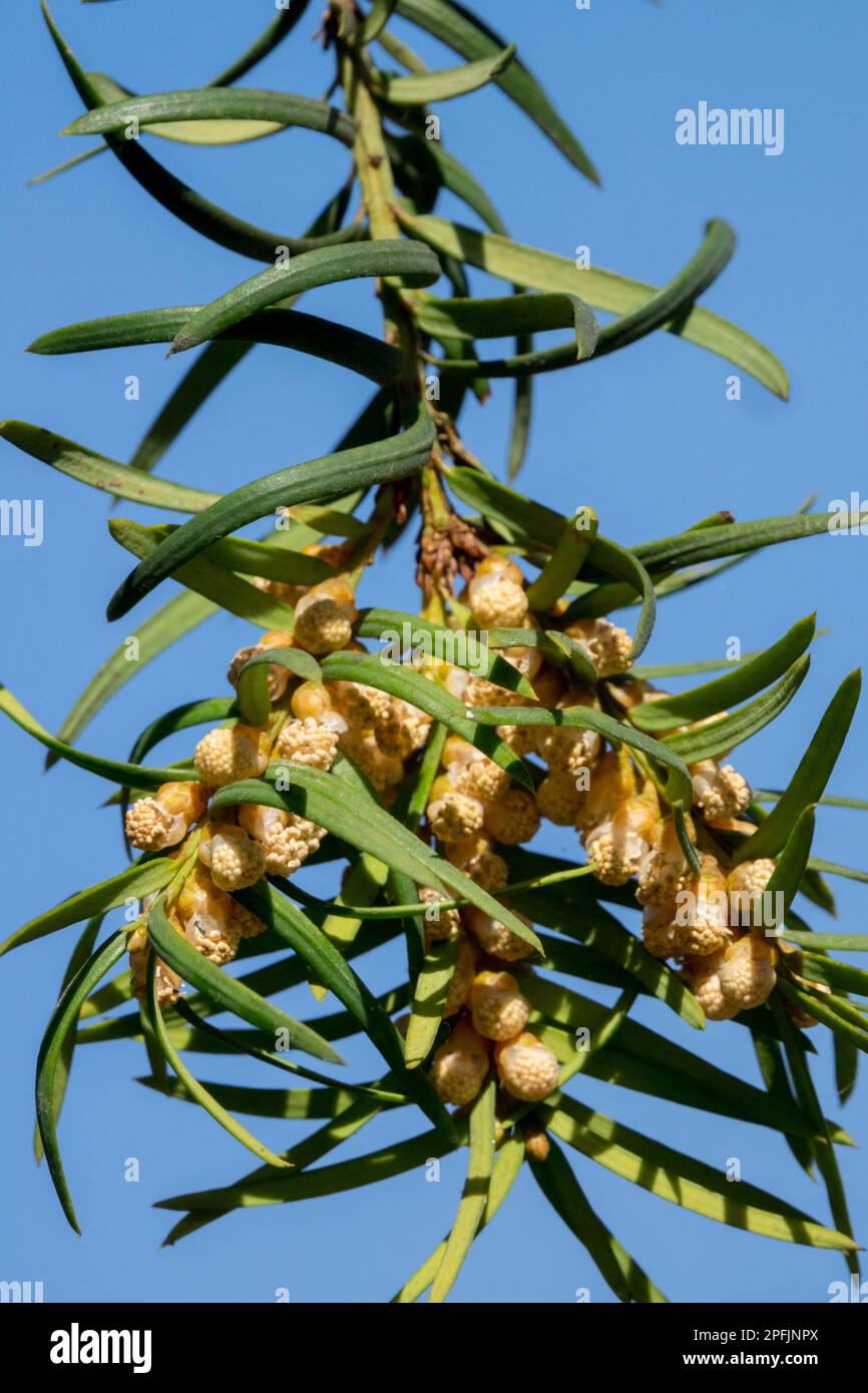 European Yew, Bloom, Common Yew Blooming, Branch, English Yew, Taxus baccata Flower, Close up Yew Flower Stock Photo