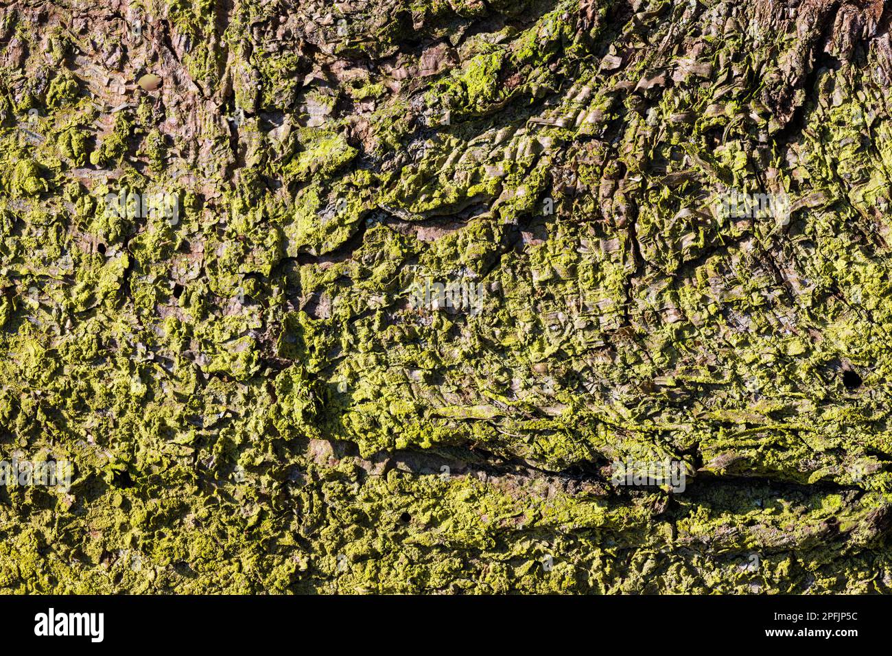 Closeup of rough mossy bark of dry spruce tree trunk as natural background. Picea. Cracked surface of old conifer with beautiful green moss and lichen. Stock Photo