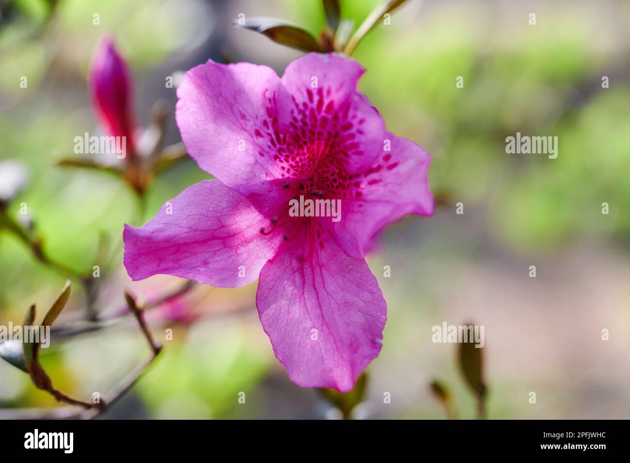 Spring is starting to show itself as this Azalea is starting to bloom. Azaleas /əˈzeɪliə/ are flowering shrubs in the genus Rhododendron. Stock Photo