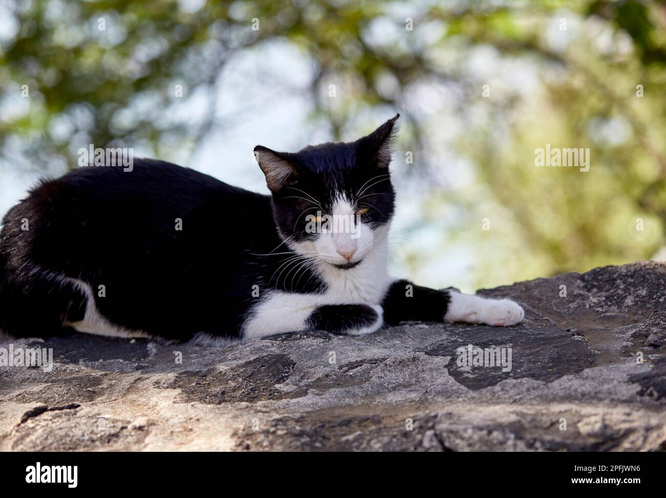 Black and White Feral Cat sitting on a Rock Wall Stock Photo - Alamy