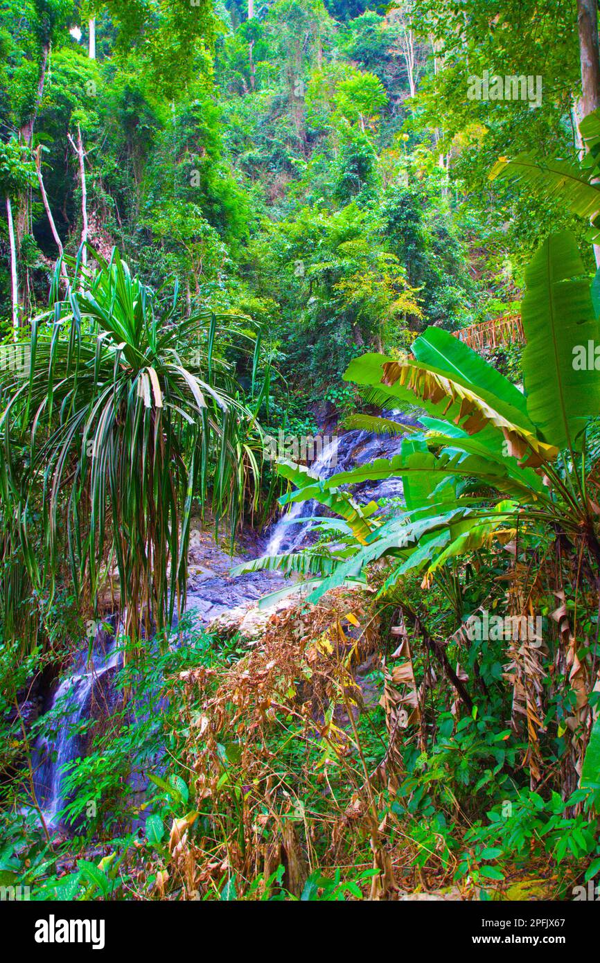 Forest durian hi-res stock photography and images - Alamy