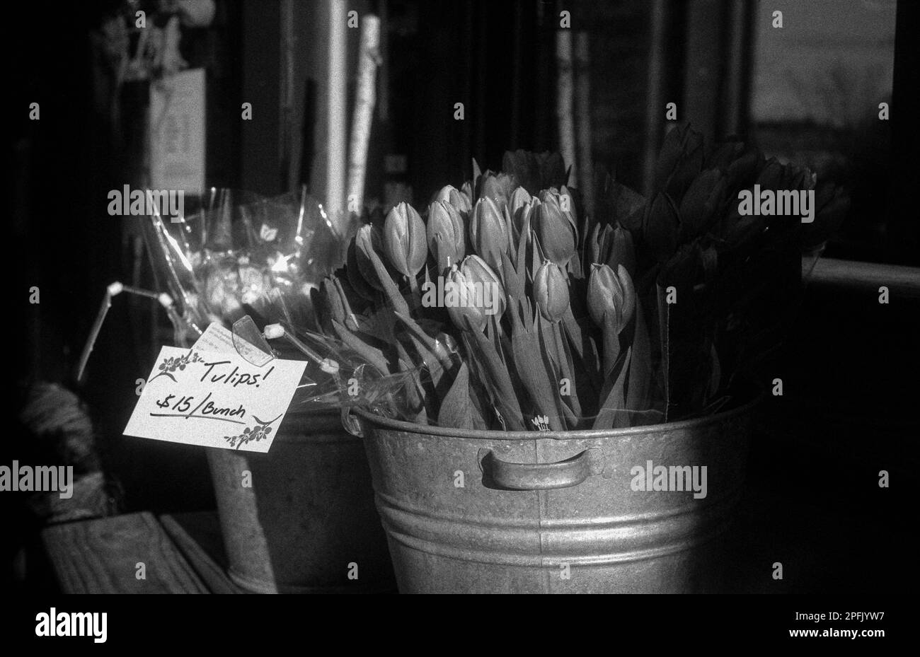 A bucket of tulips on display on the street in front of a florist shop awaiting Valentines Day shoppers in Melrose, Massachusetts. The image was captu Stock Photo