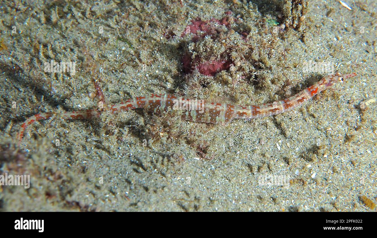 Network pipefish (Corythoichthys flavofasciatus), Sodwana Bay National Park dive site, Maputaland Marine Reserve, KwaZulu Natal, South Africa Stock Photo