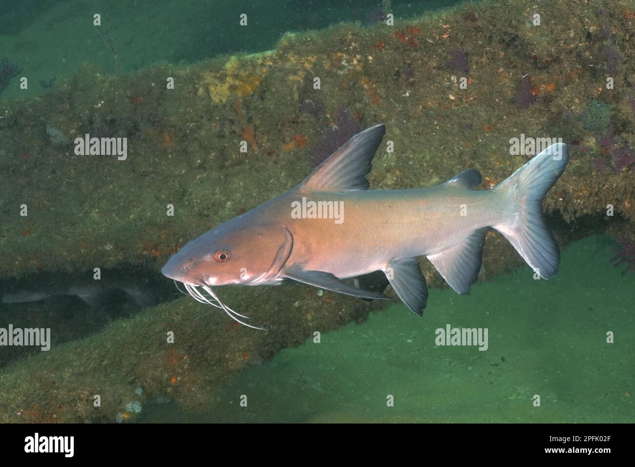 Natal Sea Catfish (Galeichthys trowi), catfish, endemic. Dive site