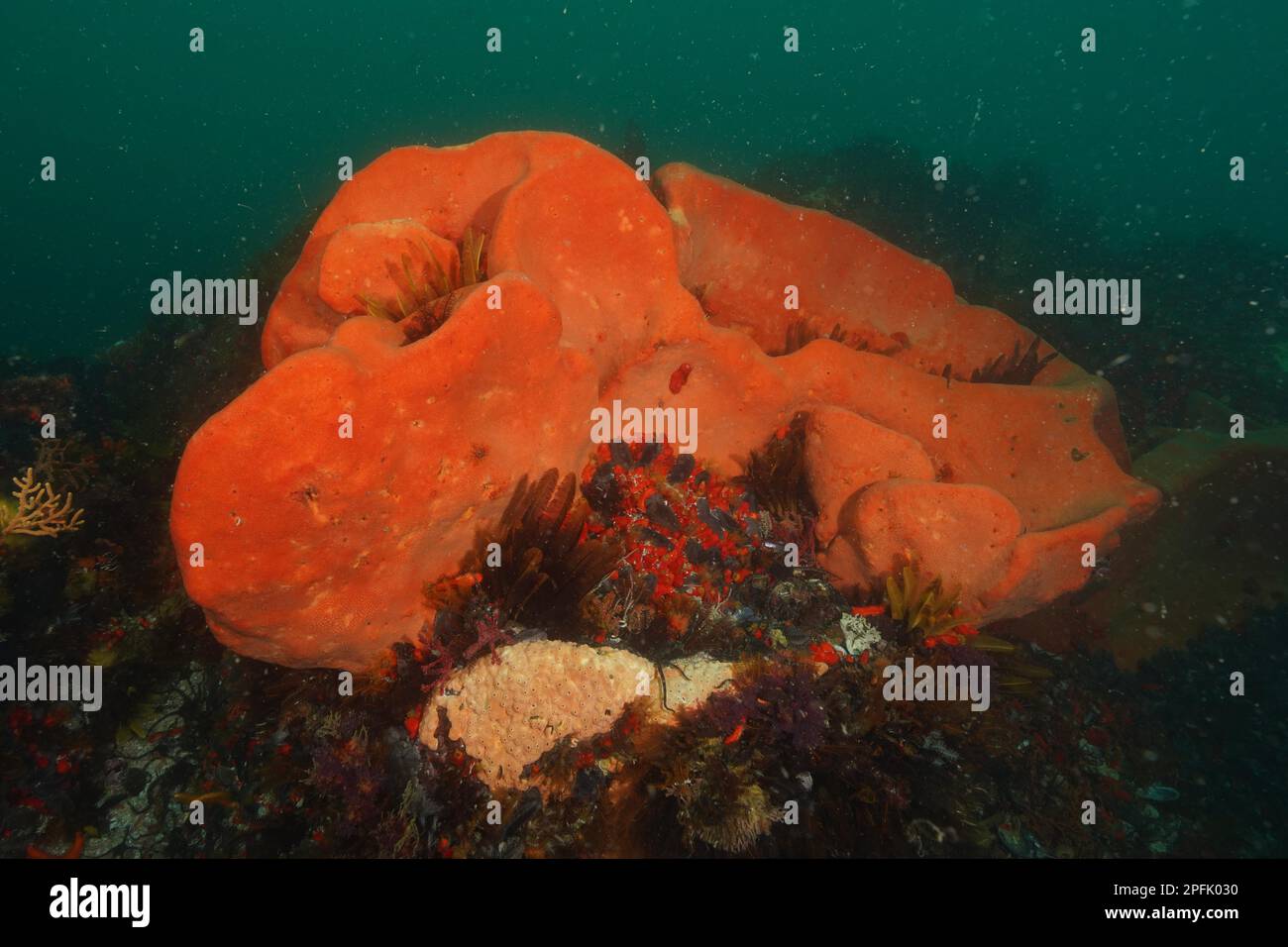 Orange wall sponge (Trachycladus spinispirulifer), marine sponge, False