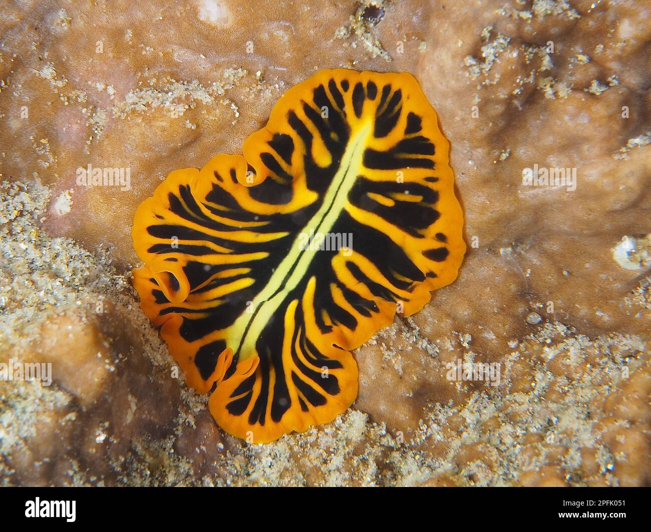 Tiger flatworm (Pseudoceros dimidiatus), flatworm, whirlpool worm, Sodwana Bay National Park dive site, Maputaland Marine Reserve, KwaZulu Natal Stock Photo