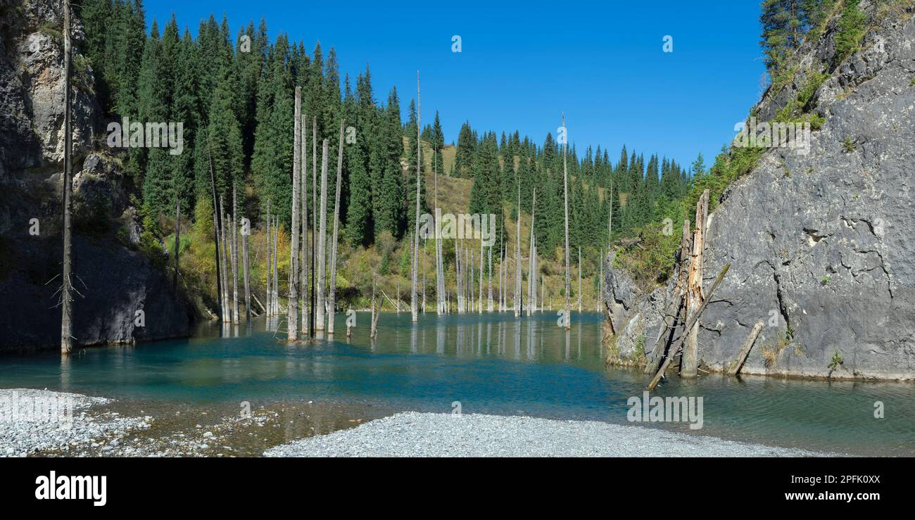 Dried trunks of (Picea) schrenkiana sticking out of the water in Kaindy Lake, also known as Birch Tree Lake or Underwater Forest, Tien Shan Stock Photo