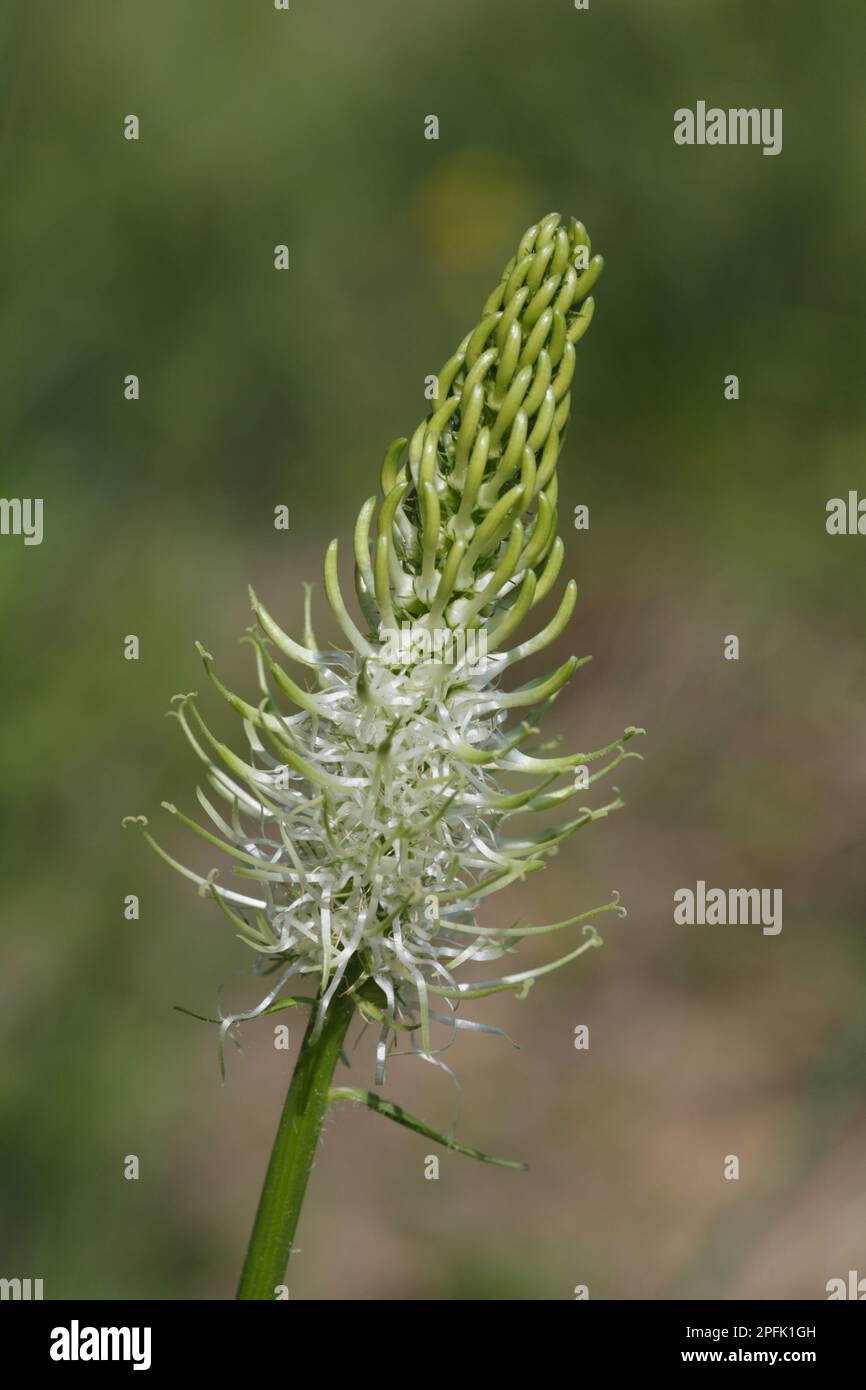 Spiked Rampion (Phyteuma spicatum) flowerspike, Pyrenees, Ariege, France Stock Photo