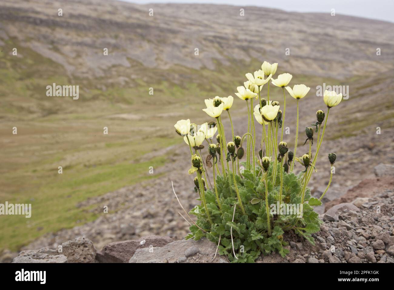 Flowering arctic poppy (Papaver radicatum), growing in tundra habitat, Iceland Stock Photo
