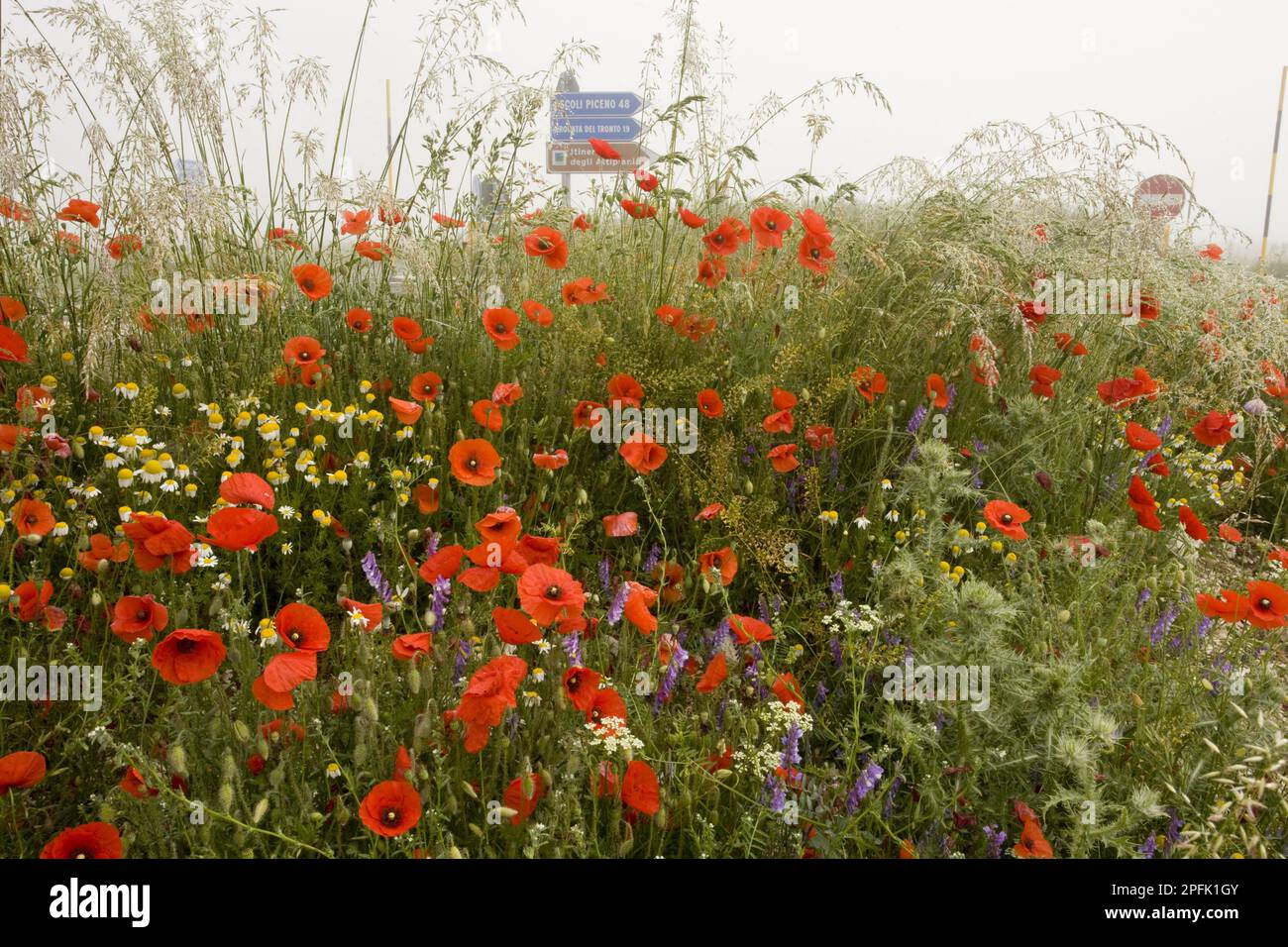 Corn Poppy (Papaver rhoeas) and other cornfield weeds, in strip fields at roadside, Grande Piano, Monte Sibillini N. P. Apennines, Italy Stock Photo