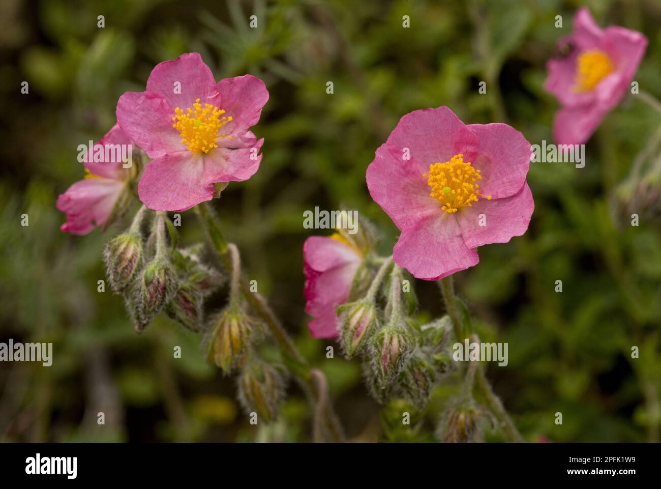 Pink Rockrose (Helianthemum nummularium ssp. pyrenaica) close-up of flowers, Spanish Pyrenees, Spain Stock Photo