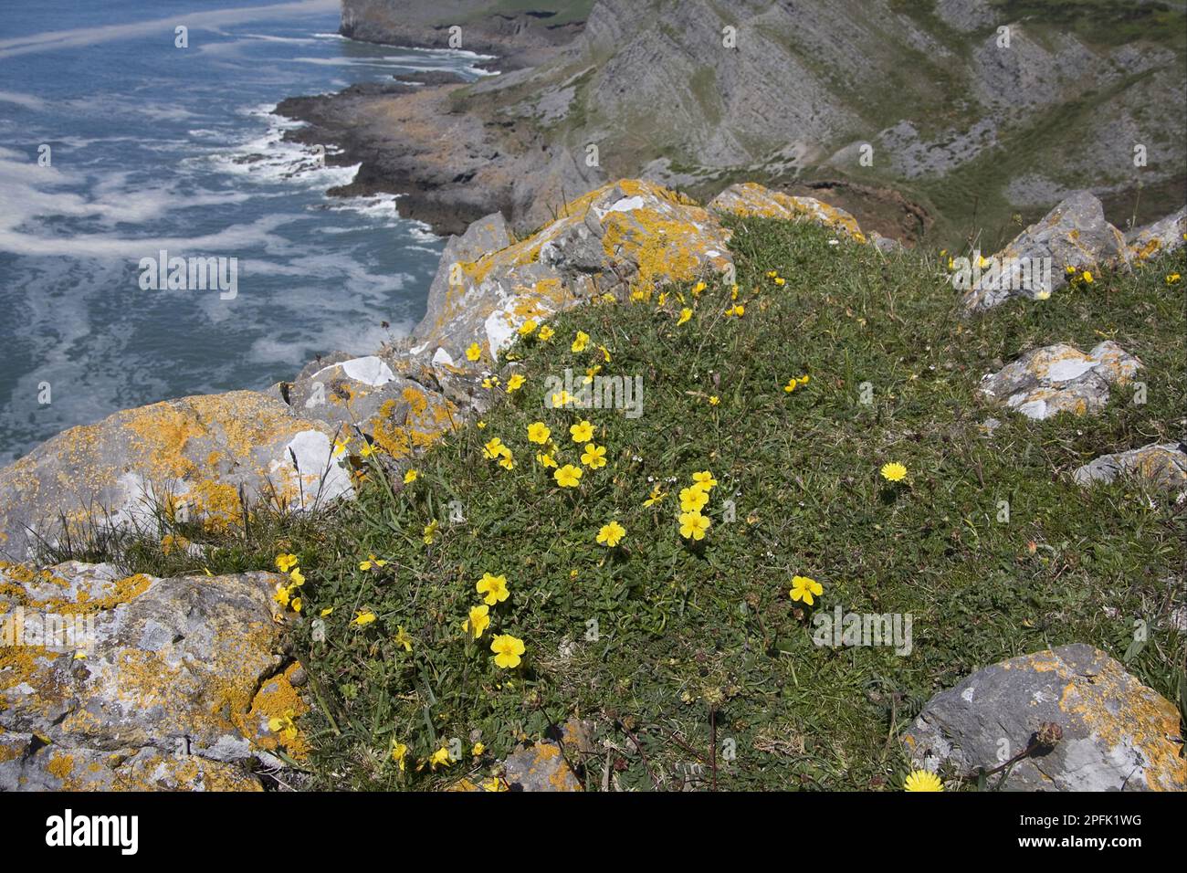 Common Rockrose (Helianthemum nummularium) flowering, Red Chamber Cliffs, Thurba Head, Gower Peninsula, Glamorgan, Wales, United Kingdom Stock Photo