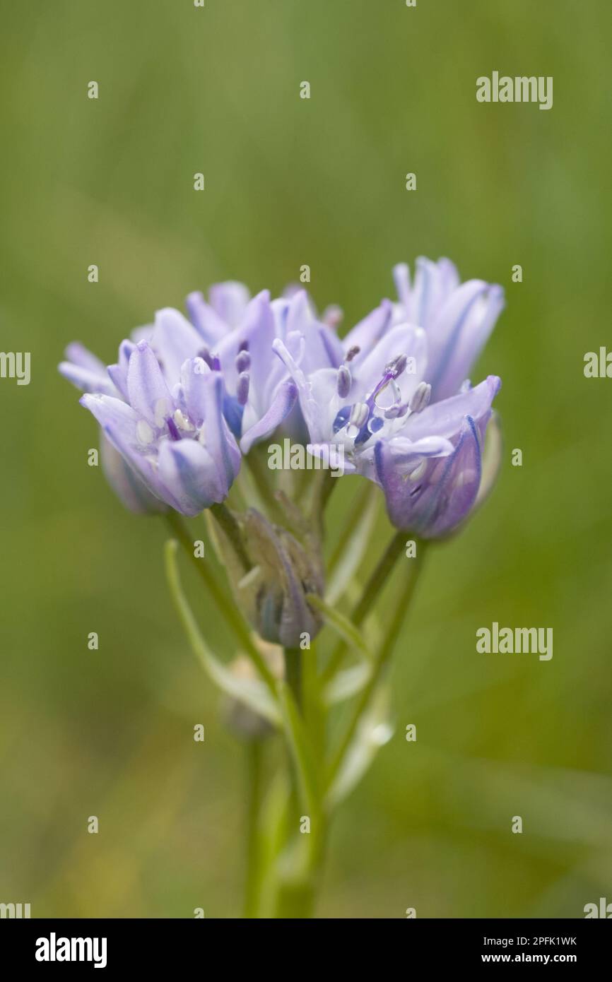 Orkney spring hires stock photography and images Alamy