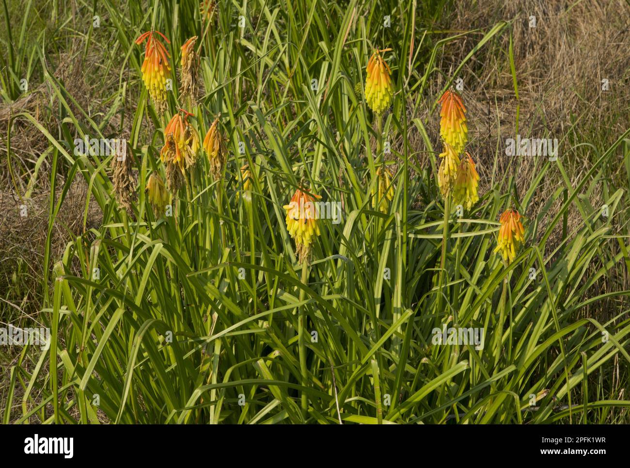 Red Hot Poker (Kniphofia ritualis) flowering, South Africa Stock Photo