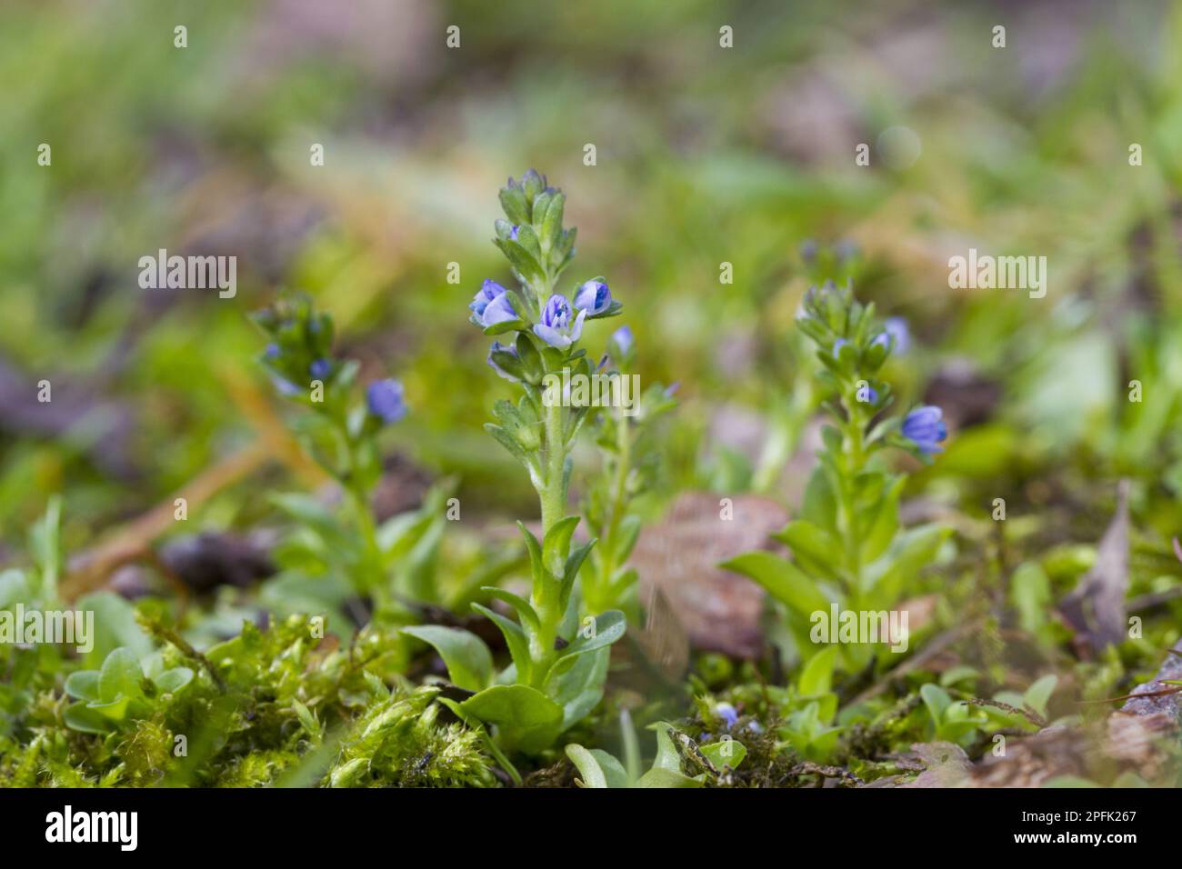 Rock speedwell, Plantain family, Wall Speedwell (Veronica arvensis) flowering, Powys, Wales, United Kingdom Stock Photo