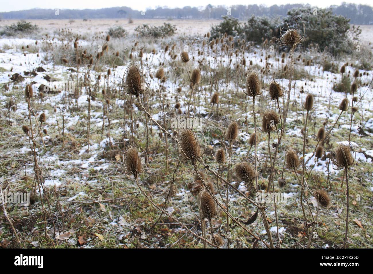 Common wild teasel (Dipsacus fullonum) seedheads, in snow-covered river valley fen, Redgrave and Lopham Fen N. N. R. Waveney Valley, Suffolk Stock Photo
