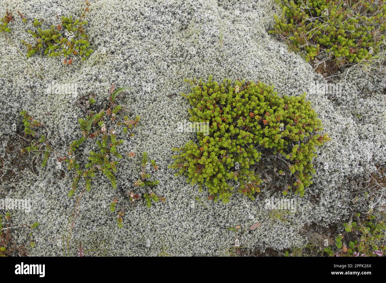 Crowberry (Empetrum nigrum) growing amongst moss, Iceland Stock Photo